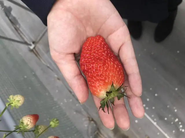 石和いちご館青柳