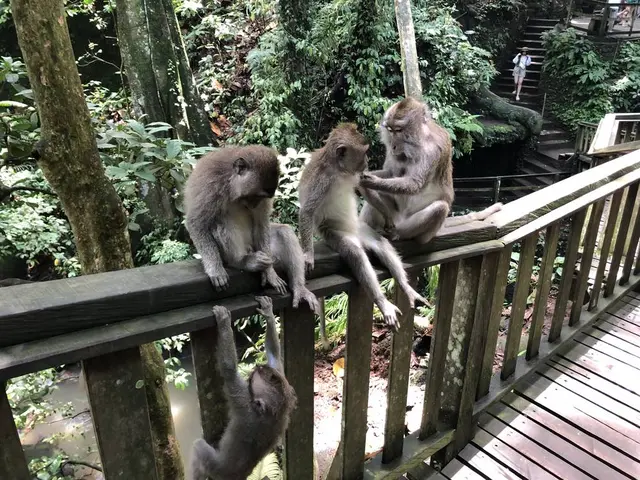モンキーフォレスト（Monkey Forest）