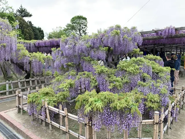 天王川公園の藤