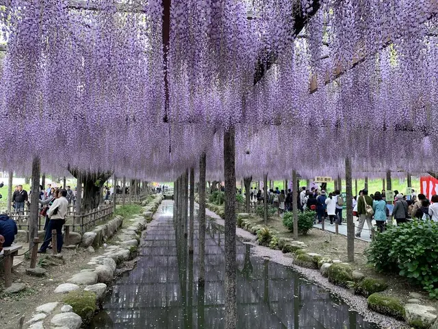 天王川公園の藤
