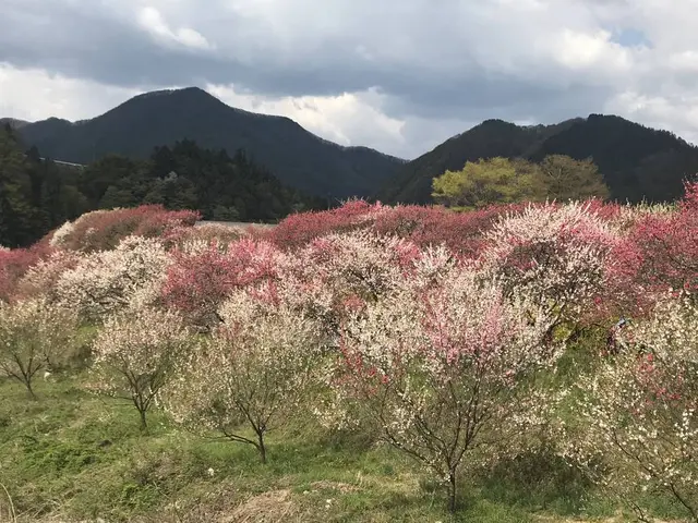 月川温泉の花桃