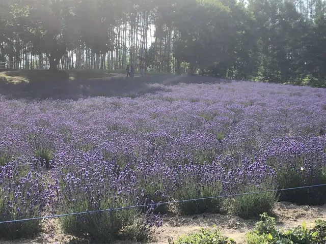 ファーム富田