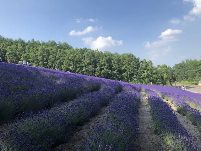 ファーム富田