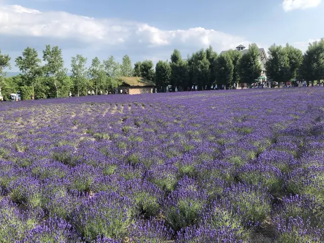 ファーム富田