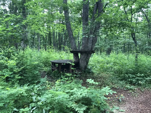 十勝千年の森
