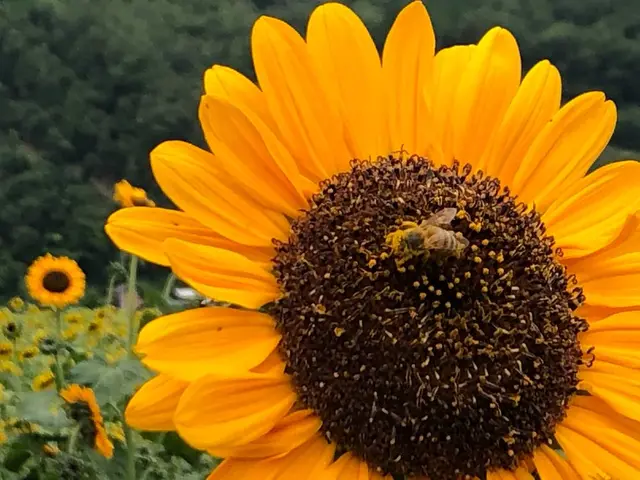 南光ひまわり畑