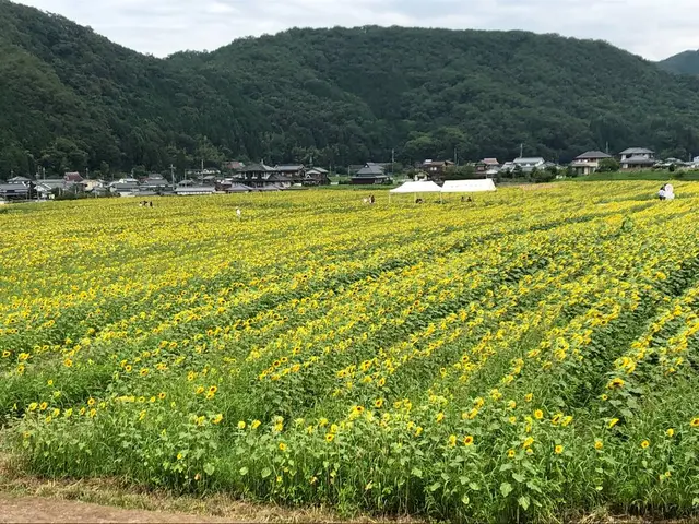 南光ひまわり畑