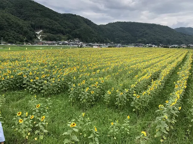 南光ひまわり畑