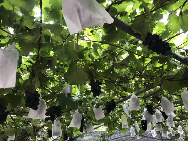 出山果樹園