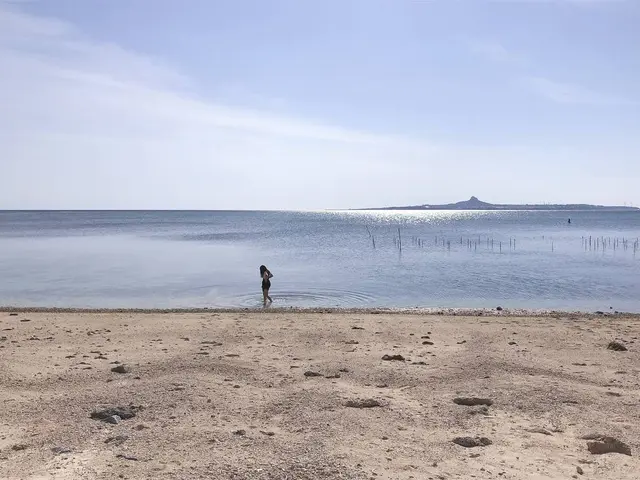 備瀬のフクギ並木