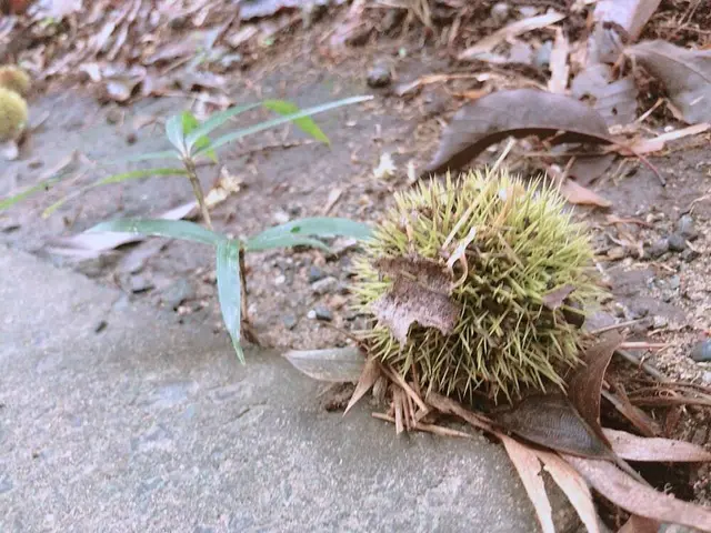 飯高山公園