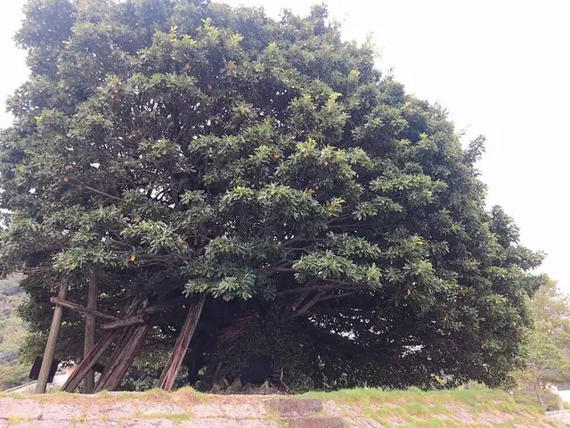 三角西港