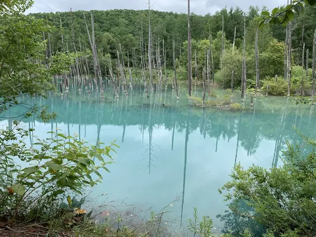 白金青い池
