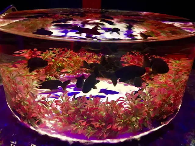 【閉業】アートアクアリウム