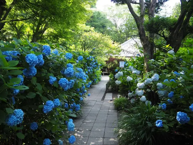 明月院（あじさい寺）