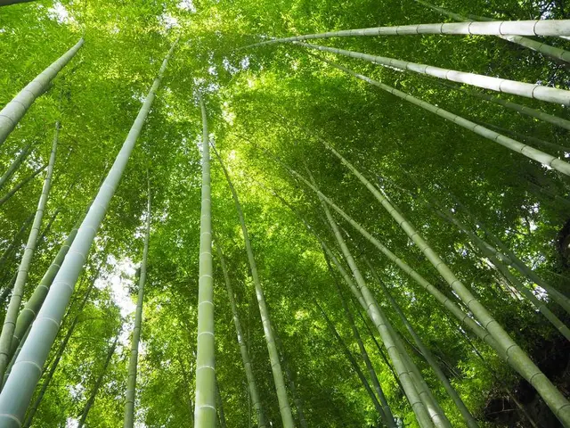 明月院（あじさい寺）