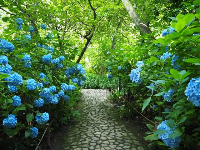 明月院（あじさい寺）