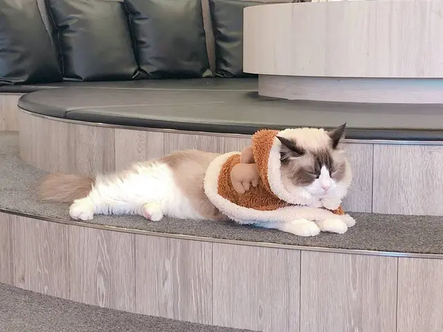 猫カフェMoCHA（モカ）京都河原町店 4/19OPEN！