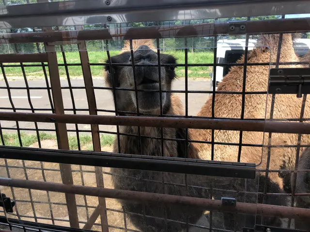 アフリカンサファリ