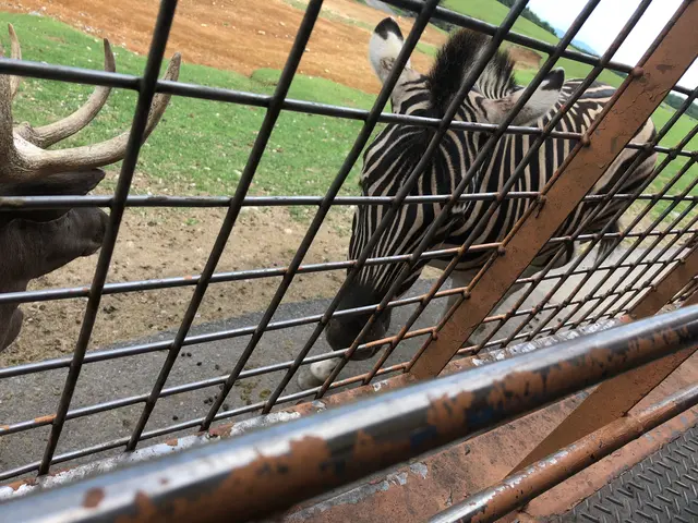 アフリカンサファリ