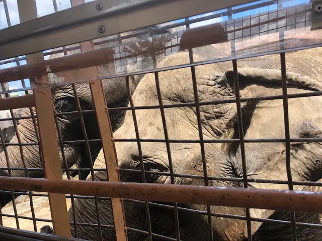 アフリカンサファリ