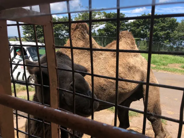 アフリカンサファリ