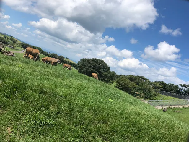 アフリカンサファリ
