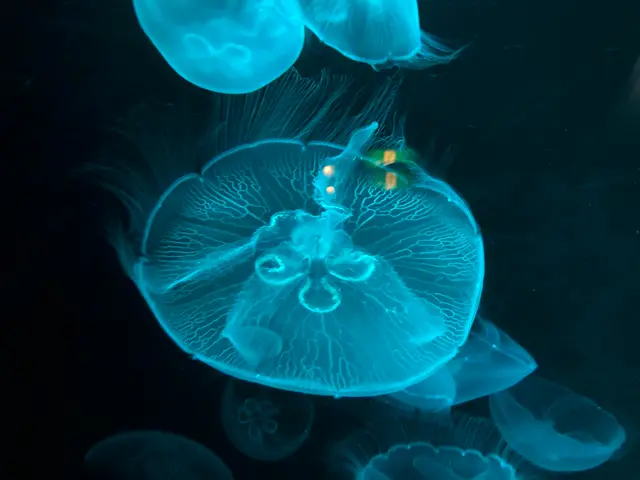 九十九島水族館海きらら