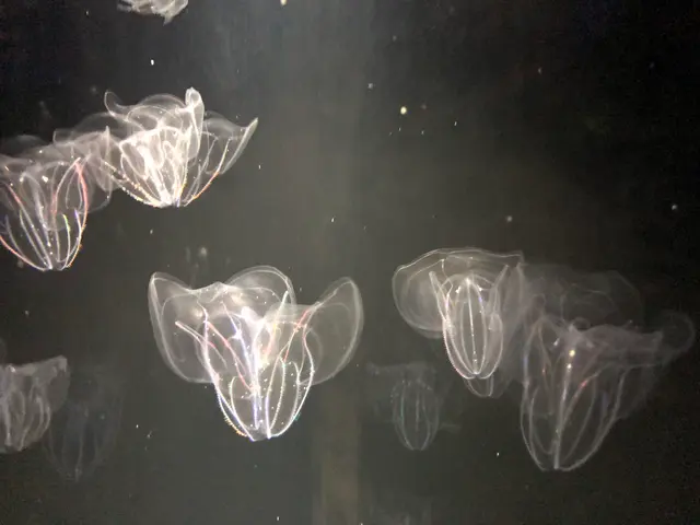 九十九島水族館海きらら