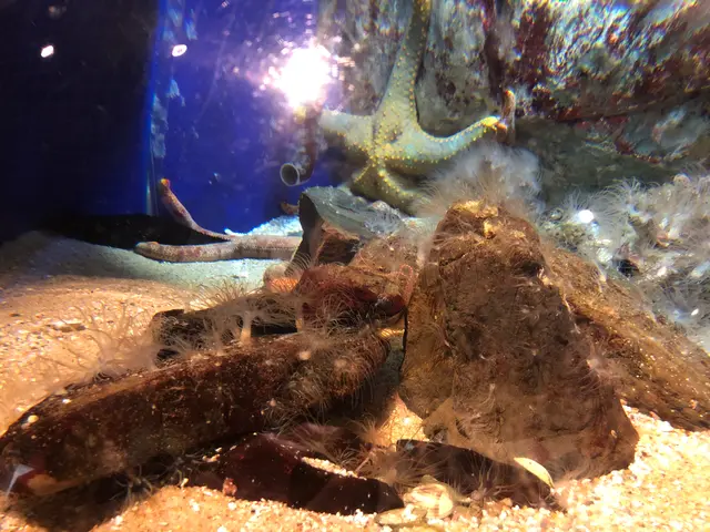 九十九島水族館海きらら