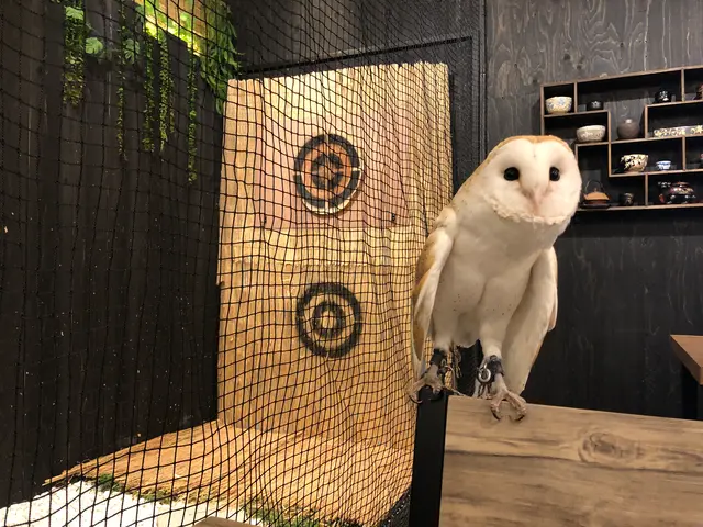 NINJA Cafe&Bar Hidatakayama (忍者カフェ高山)