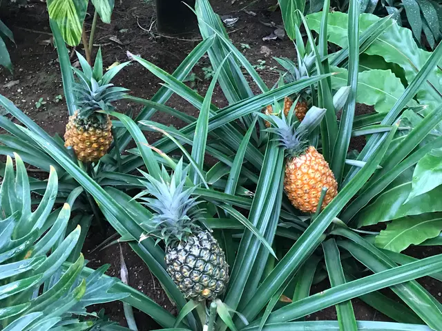 東京都夢の島熱帯植物館