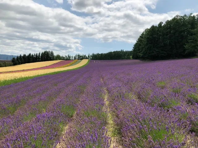 ファーム富田
