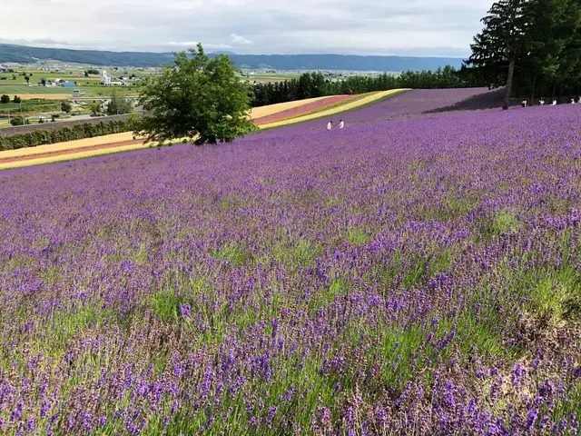 ファーム富田