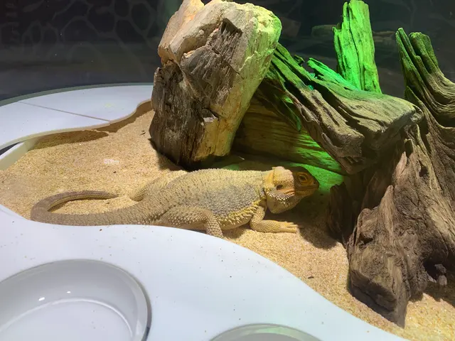 NIFREL（ニフレル）