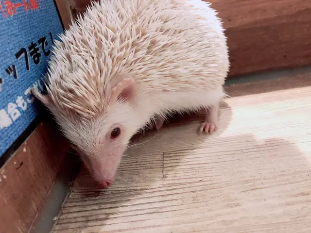 小動物カフェ ROCK STAR