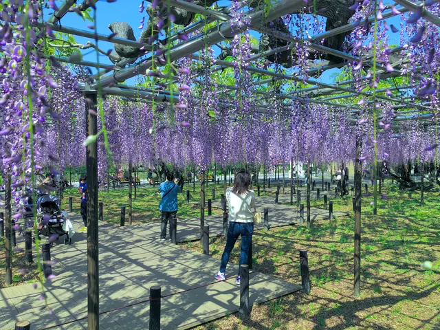 岡崎公園の藤棚
