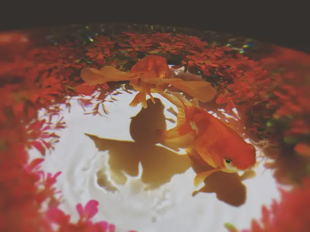 アートアクアリウム美術館