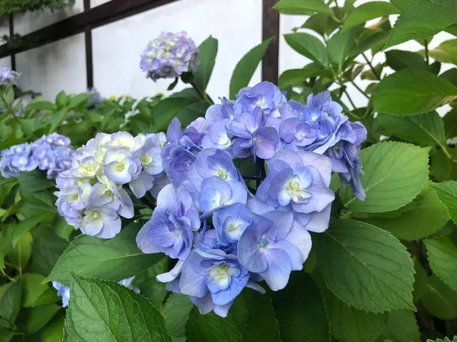 川越氷川神社