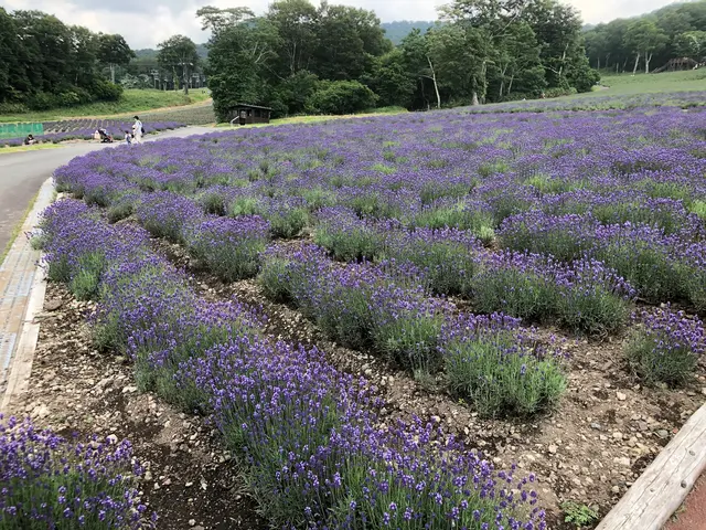 たんばらラベンダーパーク