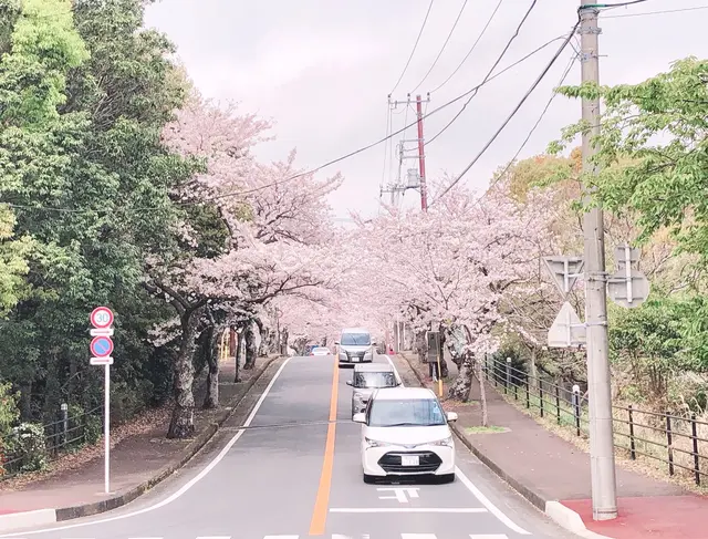 伊豆高原桜並木