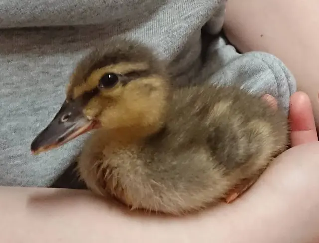 アニマルカフェ Haru-Haru Farm