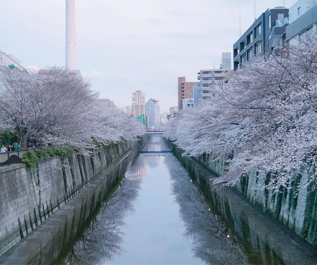 目黒川