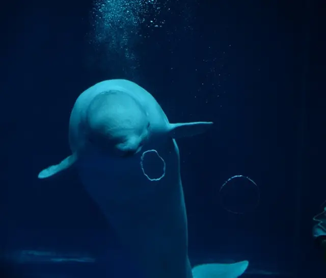 しまね海洋館アクアス