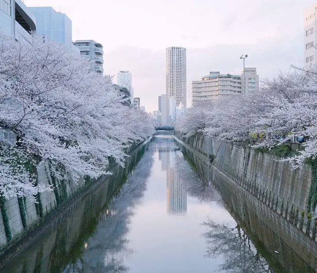 目黒川