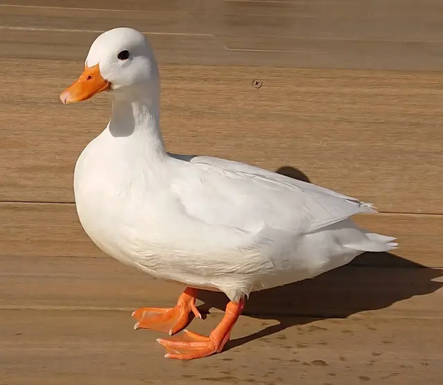 アニマルカフェ Haru-Haru Farm