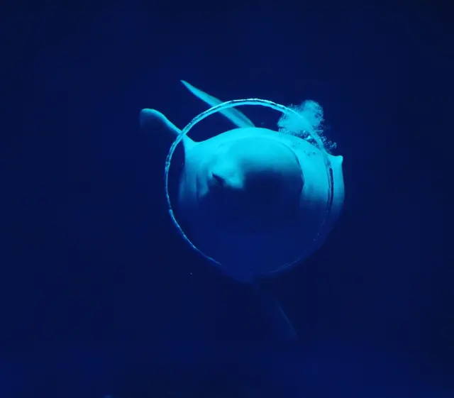 しまね海洋館アクアス