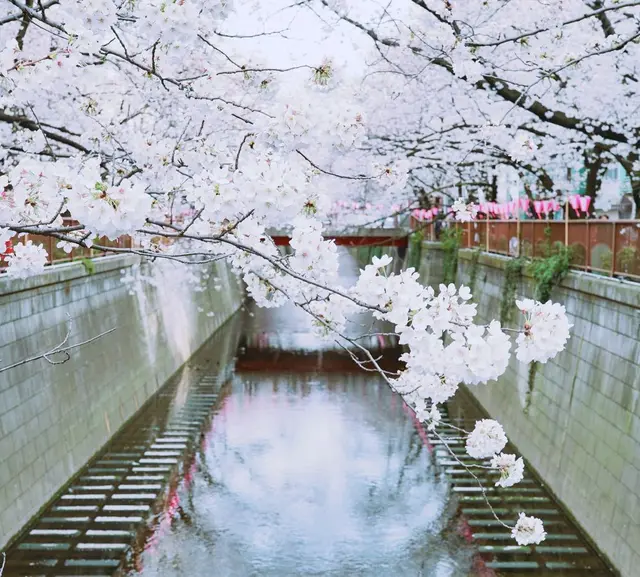 目黒川