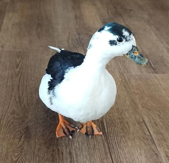 アニマルカフェ Haru-Haru Farm