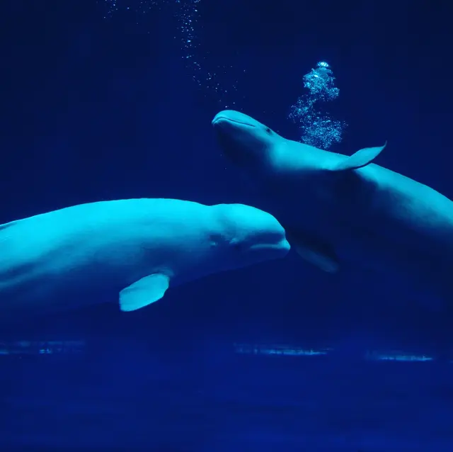 しまね海洋館アクアス